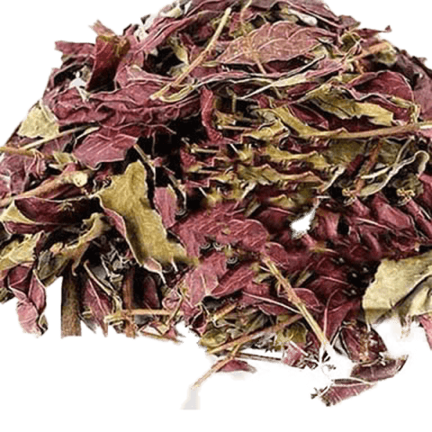 Đơn lá đỏ