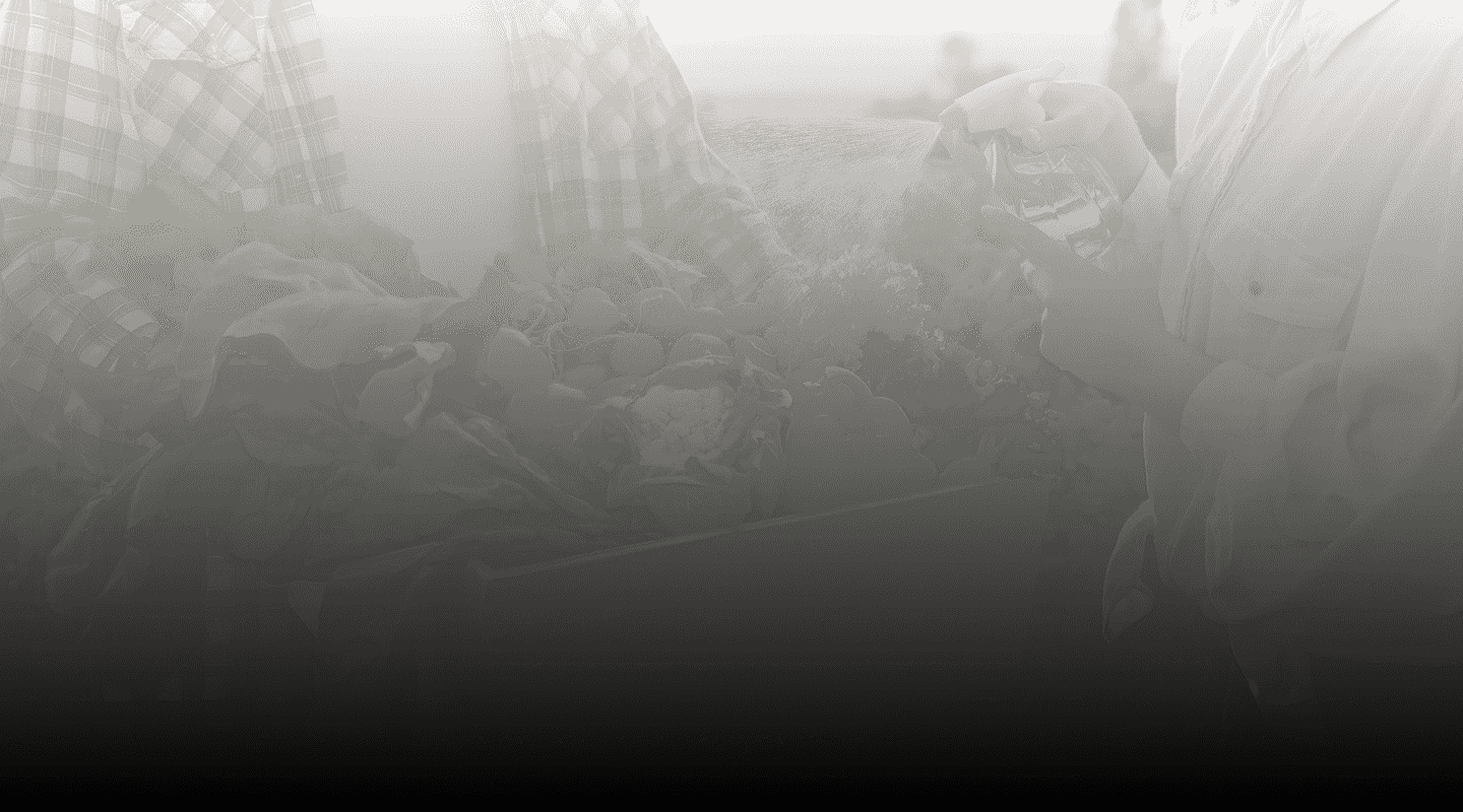 collection background