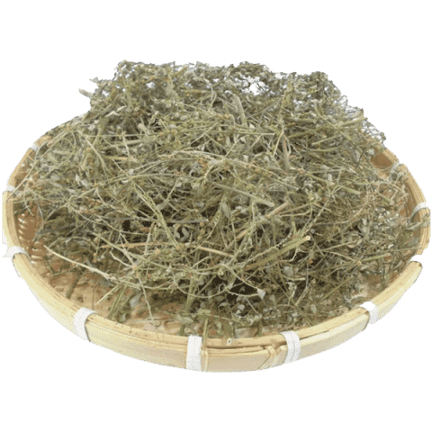 Cây diệp hạ châu