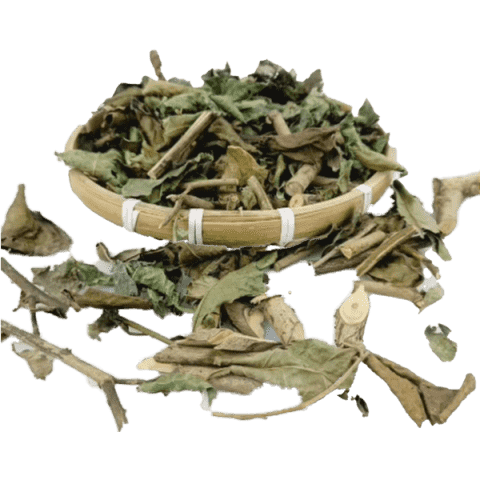 Xạ đen